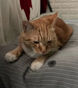 萌庭國際貿易有限公司