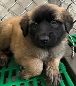 【待認養】混種犬 狗 (女生) - 臺東縣動物收容中心