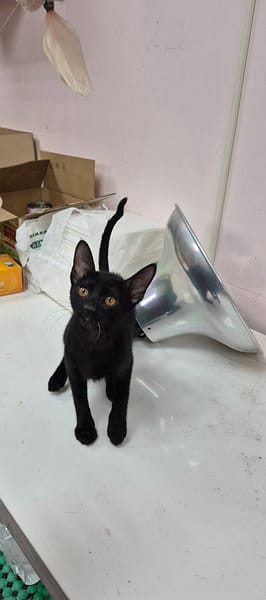 【待認養】混種貓 貓 (女生) - 新北市八里區公立動物之家