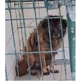 【待認養】混種犬 狗 (女生) - 連江縣動物之家