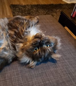 安達動物醫院苗栗分院