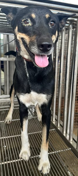 【待認養】混種犬 狗 (女生) - 花蓮縣狗貓躍動園區