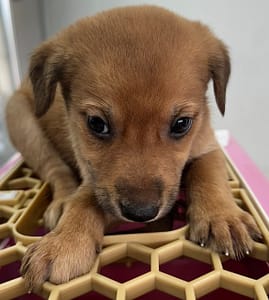 【待認養】混種犬 狗 (男生) - 花蓮縣狗貓躍動園區