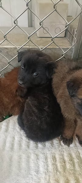 【待認養】混種犬 狗 (男生) - 臺東縣動物收容中心