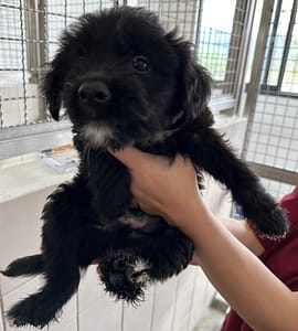 【待認養】混種犬 狗 (男生) - 花蓮縣狗貓躍動園區