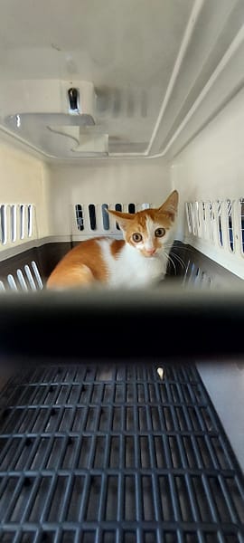 【待認養】混種貓 貓 (男生) - 新北市新店區公立動物之家