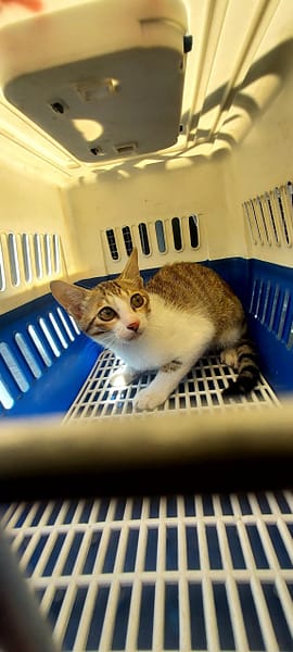 【待認養】混種貓 貓 (男生) - 新北市新店區公立動物之家