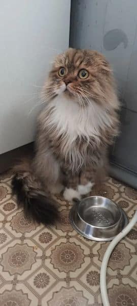 就愛毛寶貝寵物美容