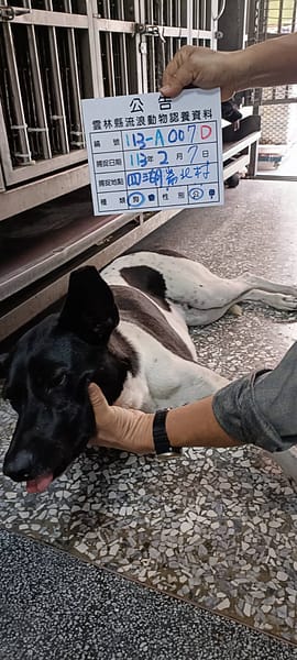 【待認養】混種犬 狗 (男生) - 雲林縣流浪動物收容所