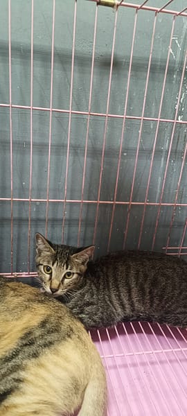 【待認養】混種貓 貓 (女生) - 臺東縣動物收容中心