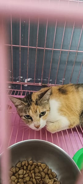 【待認養】混種貓 貓 (女生) - 臺東縣動物收容中心