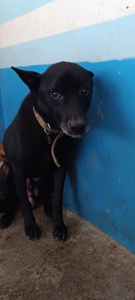 【待認養】混種犬 狗 (男生) - 苗栗縣動物保護教育園區