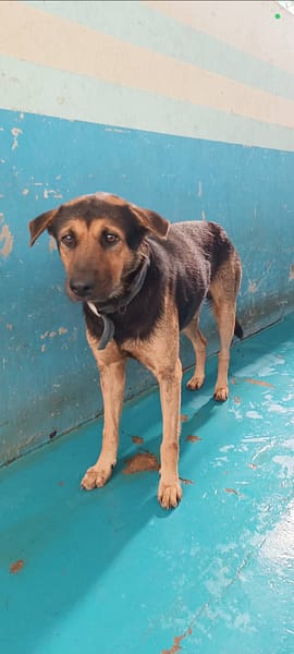 【待認養】混種犬 狗 (男生) - 苗栗縣動物保護教育園區