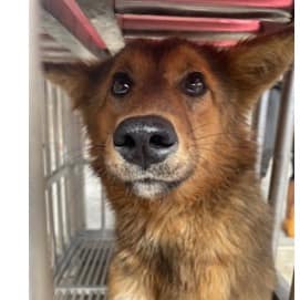 【待認養】混種犬 狗 (女生) - 澎湖縣流浪動物收容中心