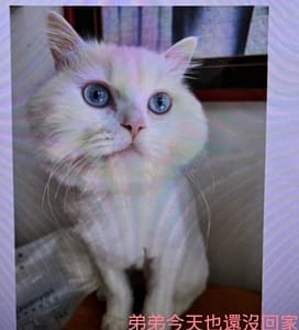 【急尋】波斯貓 - 台中市烏日區信義街 (白色)