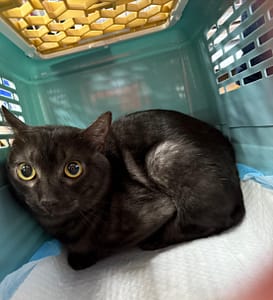 【待認養】混種貓 貓 (男生) - 新北市板橋區公立動物之家