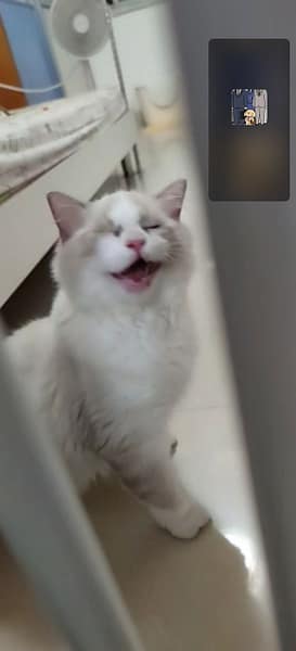 毛言毛語寵物商行