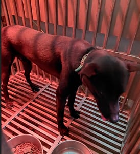 【待認養】混種犬 狗 (男生) - 新北市五股區公立動物之家