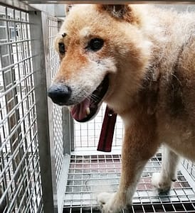 【待認養】柴犬 狗 (男生) - 臺中市動物之家南屯園區
