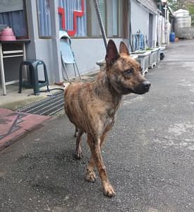 【待認養】混種犬 狗 (男生) - 新北市板橋區公立動物之家
