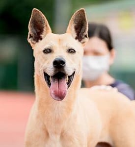 【待認養】混種犬 狗 (男生) - 新北市板橋區公立動物之家