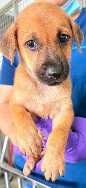 【待認養】混種犬 狗 (女生) - 花蓮縣狗貓躍動園區