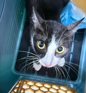 【待認養】混種貓 貓 (女生) - 新北市板橋區公立動物之家