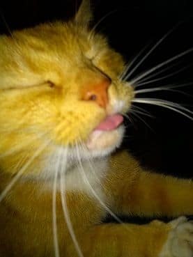 歐哈娜寵窩沙龍