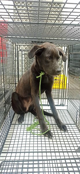 【待認養】混種犬 狗 (女生) - 金門縣動物收容中心