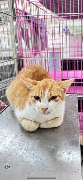 【待認養】混種貓 貓 (男生) - 苗栗縣動物保護教育園區