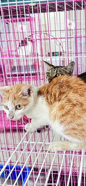 【待認養】混種貓 貓 (女生) - 苗栗縣動物保護教育園區