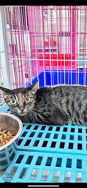 【待認養】混種貓 貓 (女生) - 苗栗縣動物保護教育園區