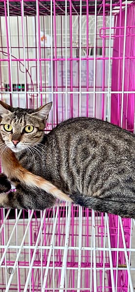 【待認養】混種貓 貓 (女生) - 苗栗縣動物保護教育園區