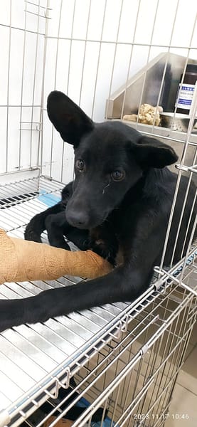 【待認養】混種犬 狗 (男生) - 雲林縣流浪動物收容所