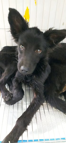 【待認養】混種犬 狗 (女生) - 雲林縣流浪動物收容所