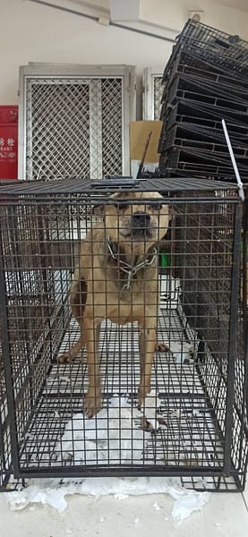 【待認養】混種犬 狗 (男生) - 金門縣動物收容中心