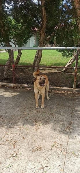 【待認養】混種犬 狗 (男生) - 金門縣動物收容中心