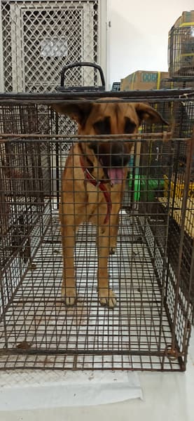 【待認養】混種犬 狗 (女生) - 金門縣動物收容中心