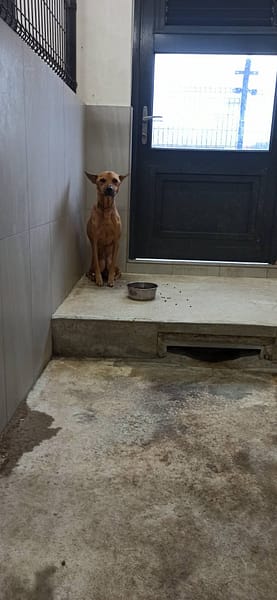 【待認養】混種犬 狗 (女生) - 金門縣動物收容中心