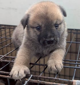 【待認養】混種犬 狗 (男生) - 花蓮縣狗貓躍動園區