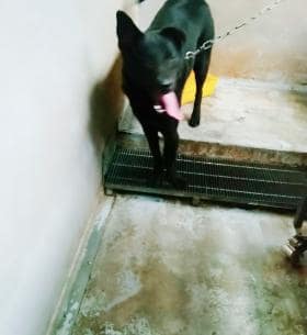 【待認養】混種犬 狗 (男生) - 新北市五股區公立動物之家