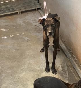 【待認養】混種犬 狗 (女生) - 新北市五股區公立動物之家