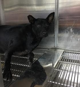 【待認養】混種犬 狗 (女生) - 新北市中和區公立動物之家