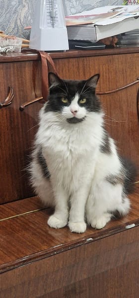 狗老爸寵物美容