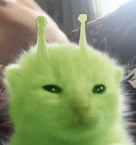 毛茸茸貓舍