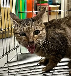 【待認養】混種貓 貓 (女生) - 新北市五股區公立動物之家