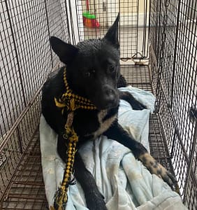 【待認養】混種犬 狗 (男生) - 新北市五股區公立動物之家