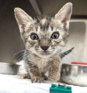 【待認養】混種貓 貓 (女生) - 新竹縣動物保護教育園區