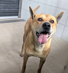 【待認養】混種犬 狗 (男生) - 新竹縣動物保護教育園區