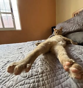 貓群狗黨寵物美容